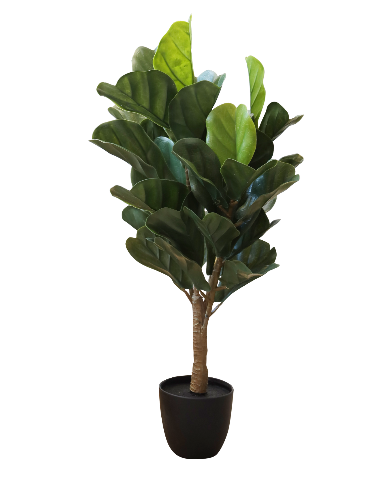 PLANTA DECORATIVA HAKAN
