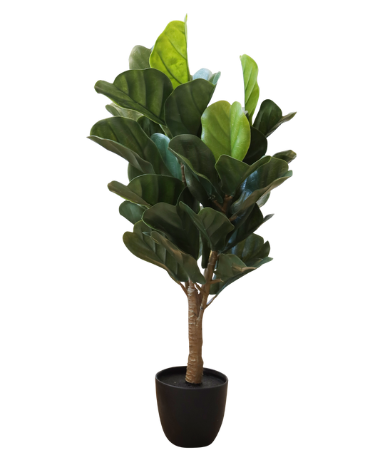PLANTA DECORATIVA HAKAN