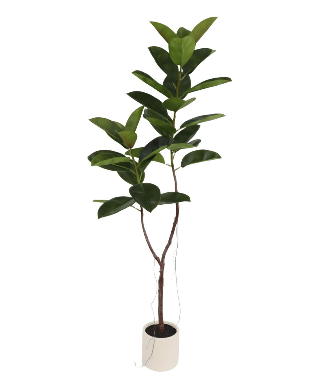 ÁRBOL CAUCHO DOBLE