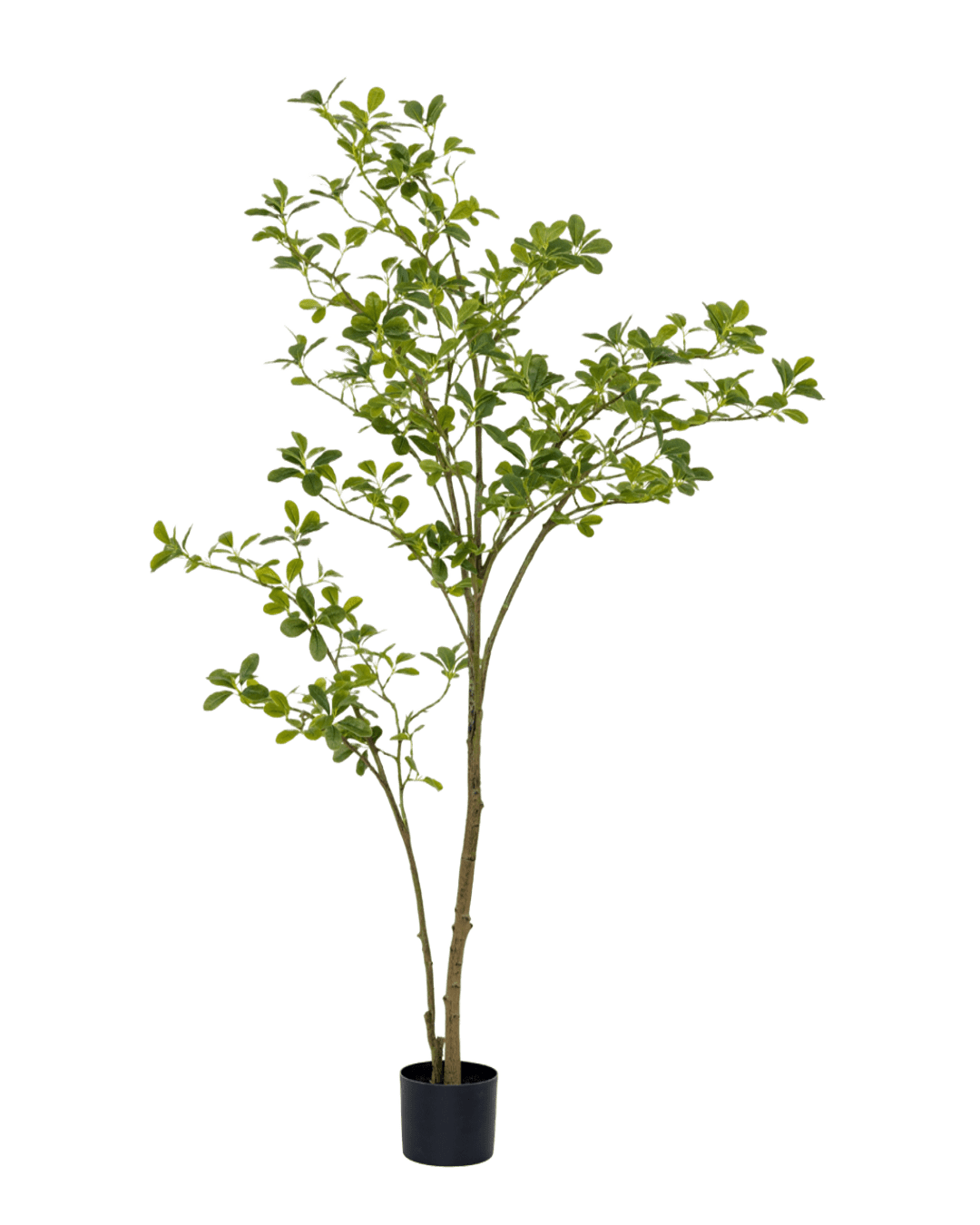 ÁRBOL CHEFLERA CHICO