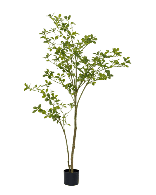 ÁRBOL CHEFLERA CHICO