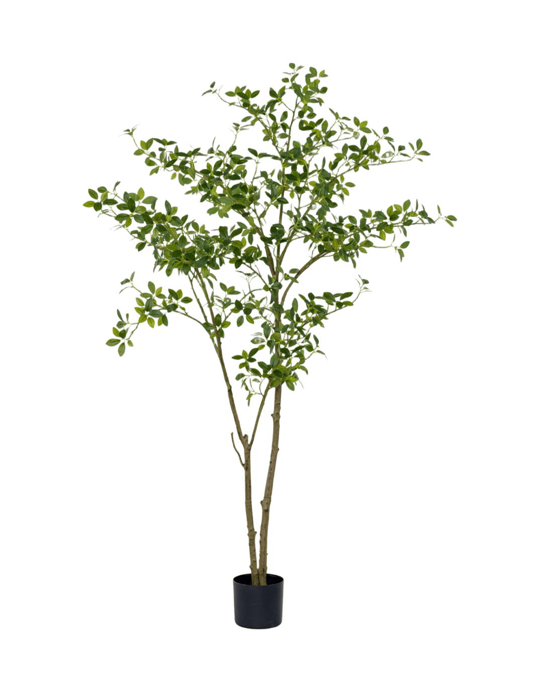 ÁRBOL CHEFLERA GRANDE