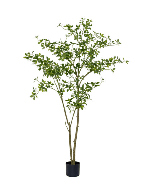 ÁRBOL CHEFLERA GRANDE