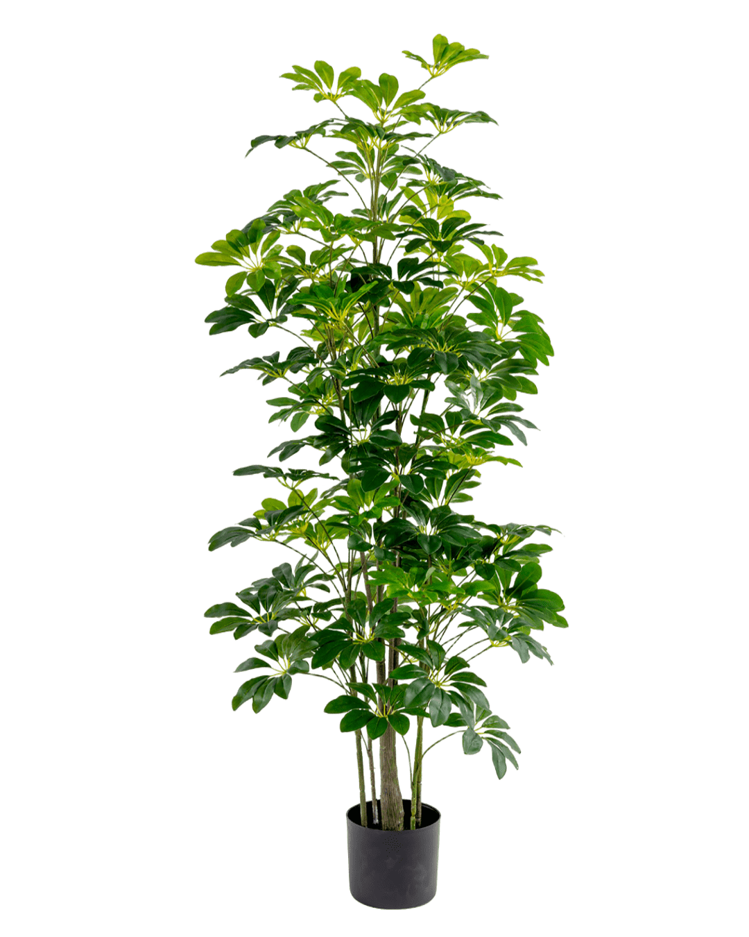 ÁRBOL DECORATIVO ARALIA