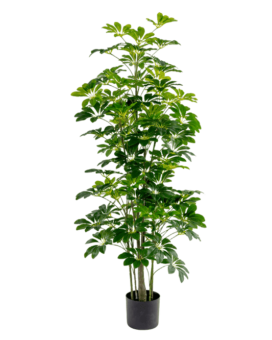 ÁRBOL DECORATIVO ARALIA