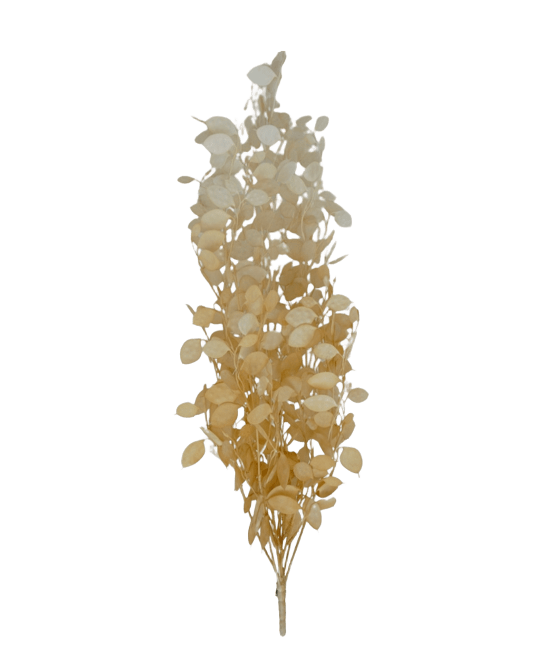 COLGANTE MOSTACILLA