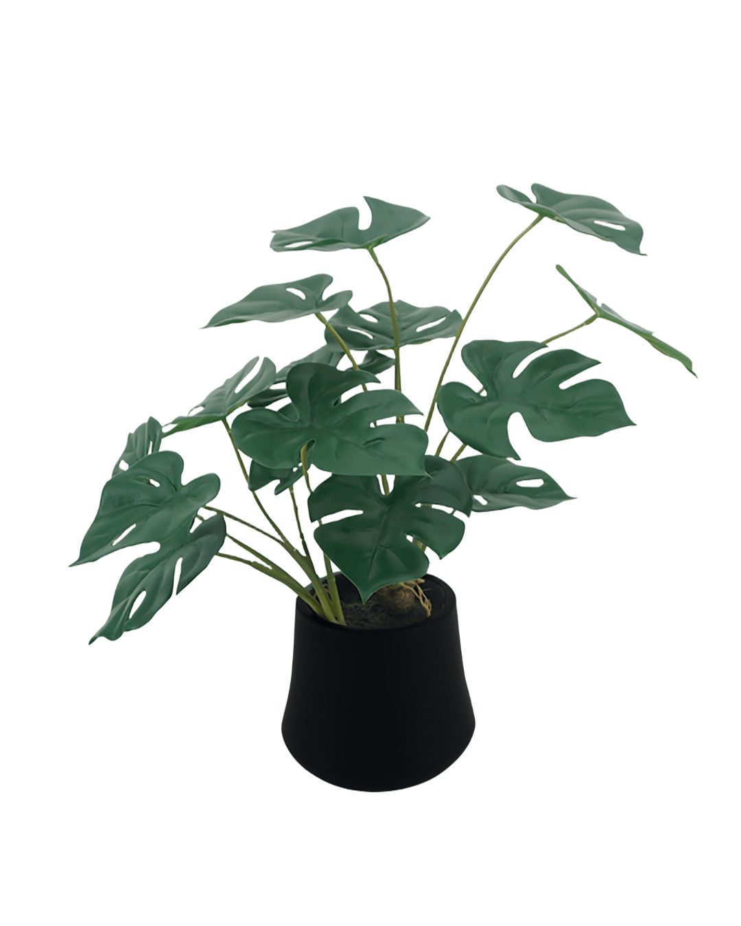 MACETA MONSTERA