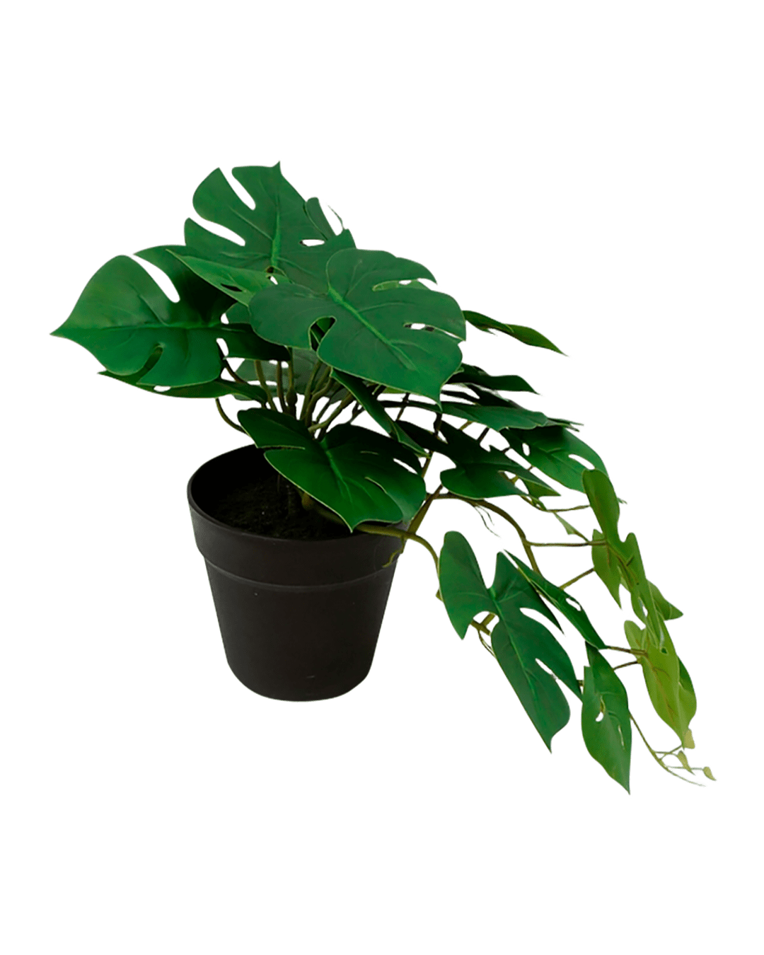 MACETA MONSTERA CHICA