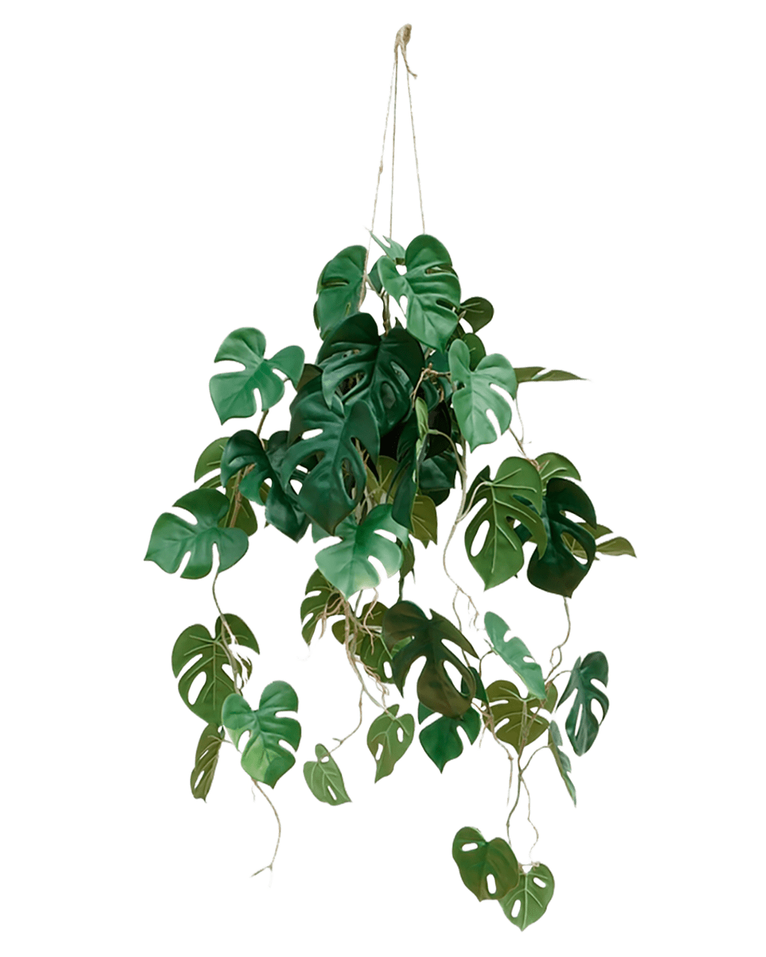 MACETA MONSTERA COLGANTE