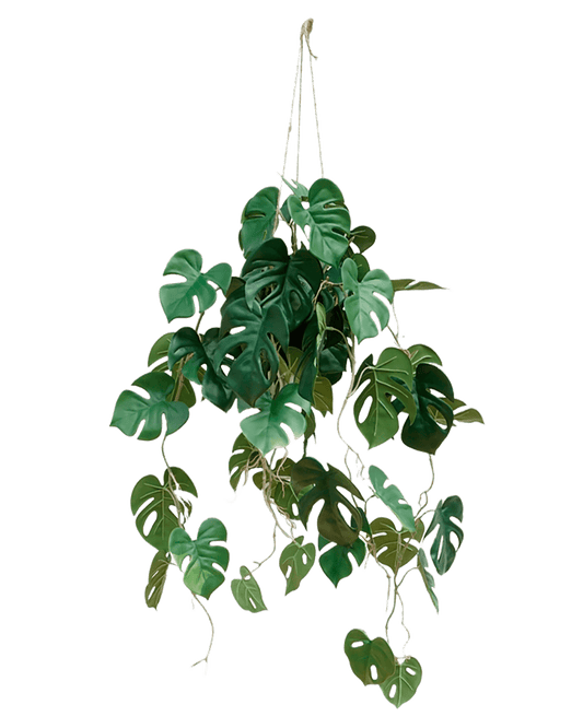 MACETA MONSTERA COLGANTE