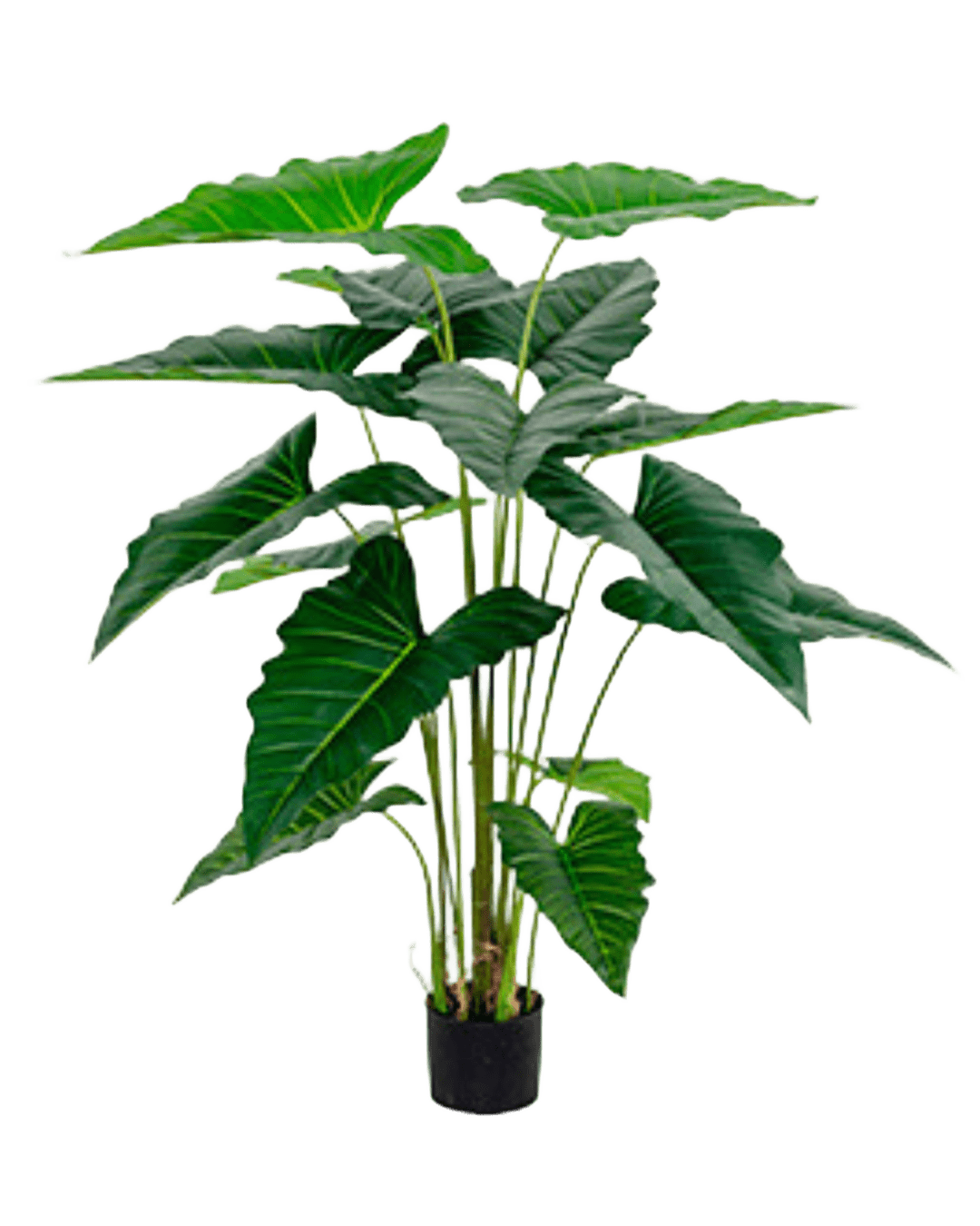 PLANTA ALOCASIA CHICA