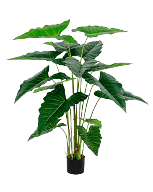 PLANTA ALOCASIA CHICA