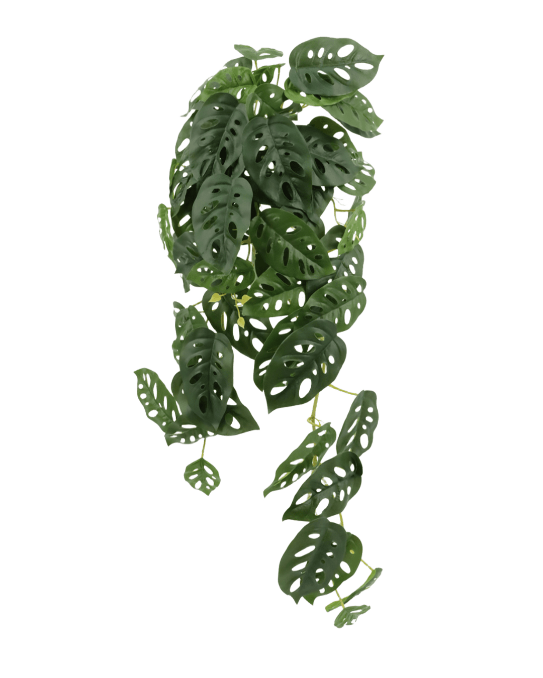 PLANTA COLGANTE MONSTERA ADANSONII