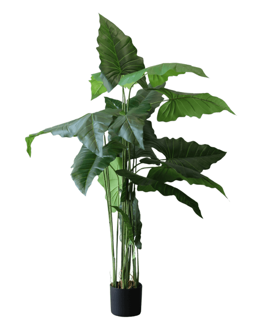 PLANTA DECORATIVA ALOCASIA