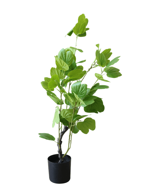 PLANTA DECORATIVA BAHU