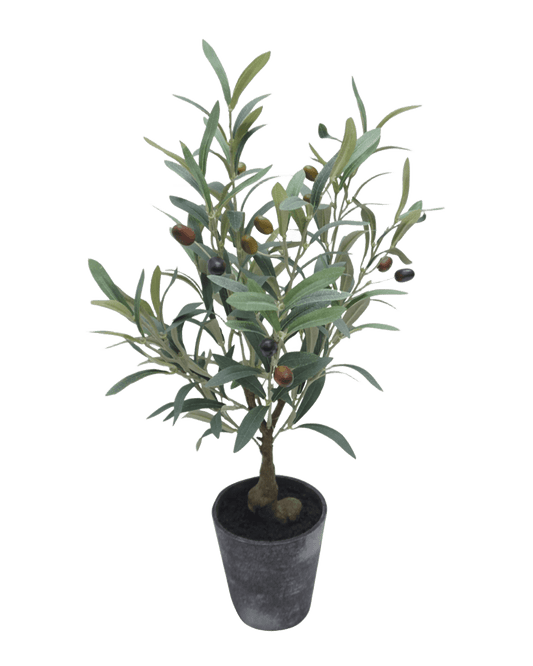 PLANTA DECORATIVA DE OLIVO