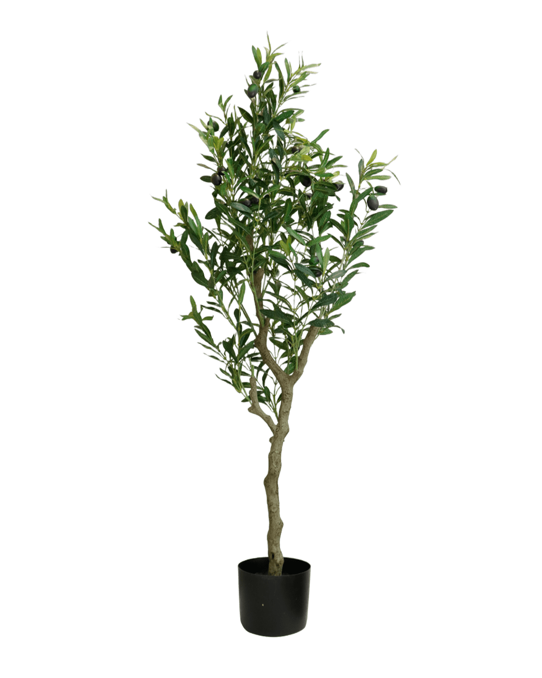PLANTA DECORATIVA EREN