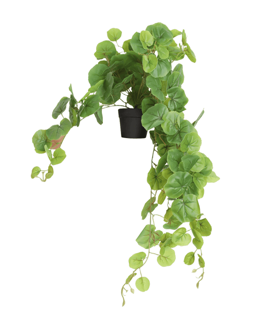 PLANTA DECORATIVA FARUK