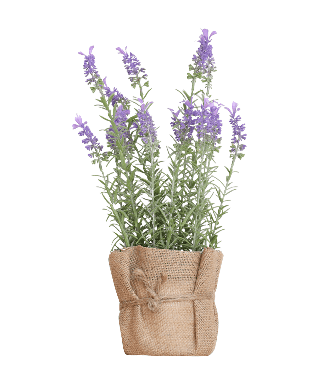 PLANTA DECORATIVA FATIH