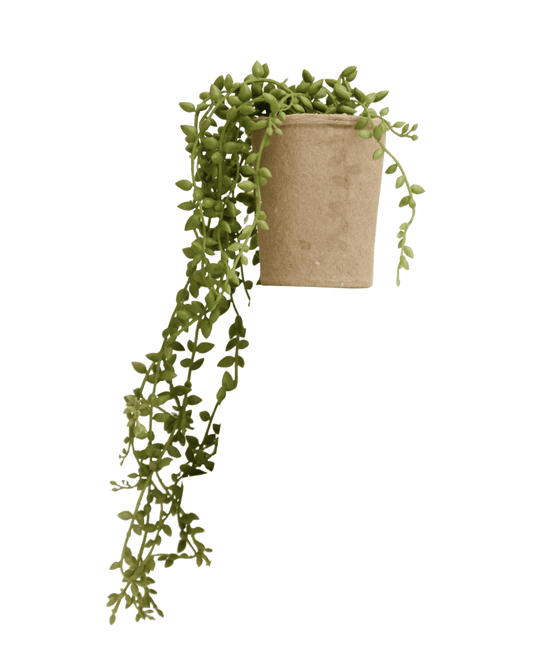 PLANTA DECORATIVA HALUK