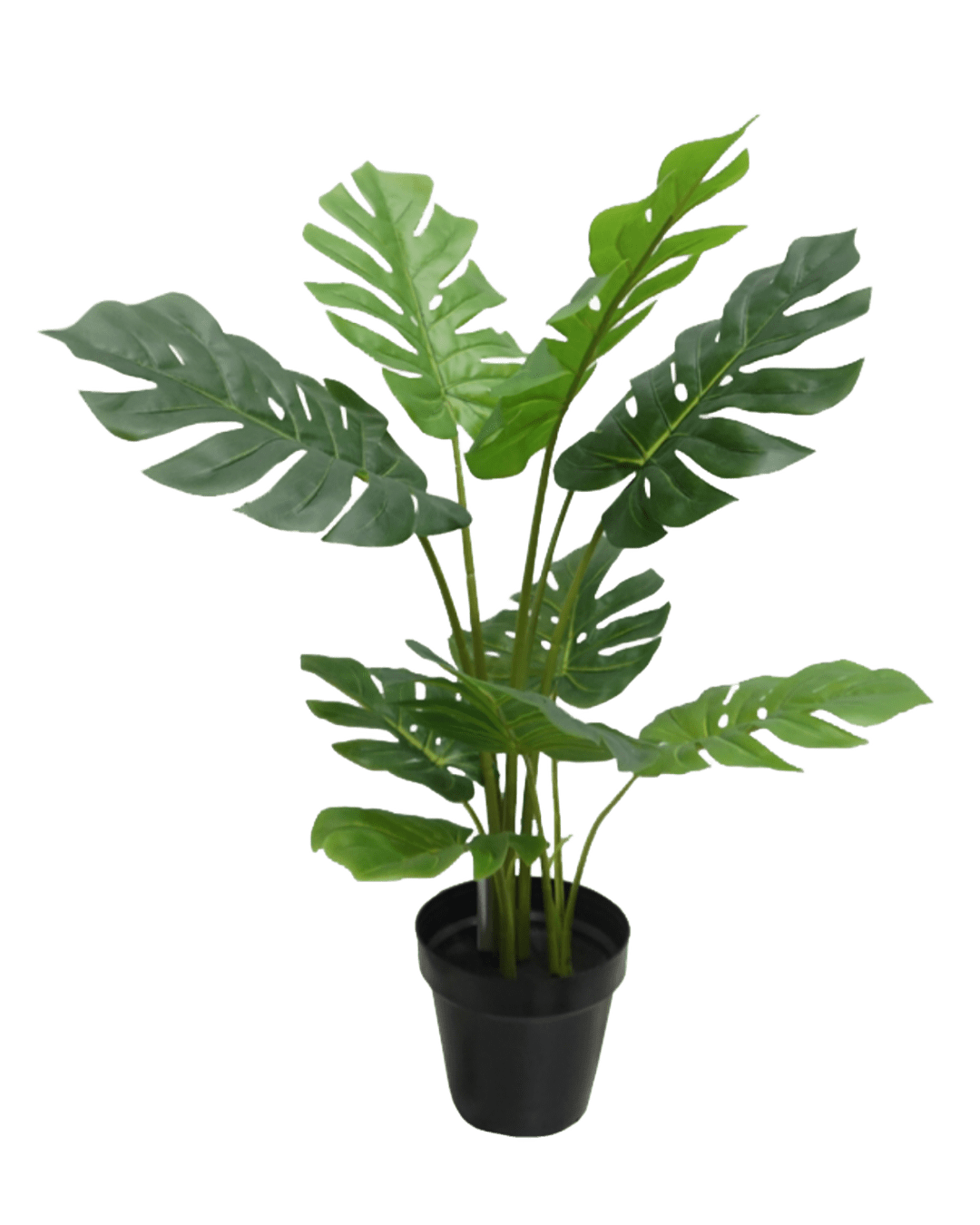 PLANTA DECORATIVA MONSTERA CHICO