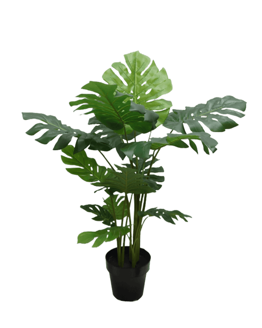 PLANTA DECORATIVA MONSTERA GRANDE