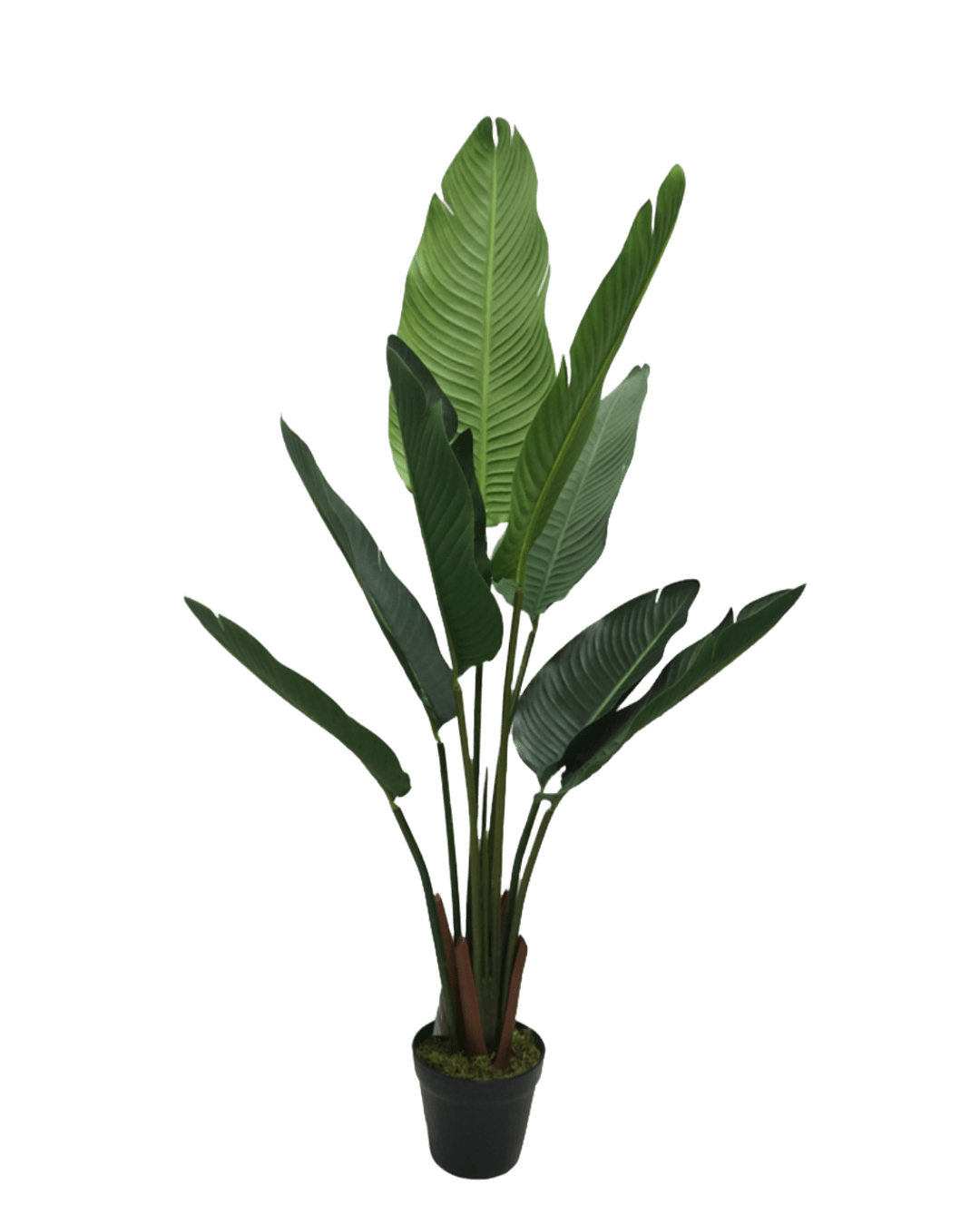 PLANTA DECORATIVA NICOLAI