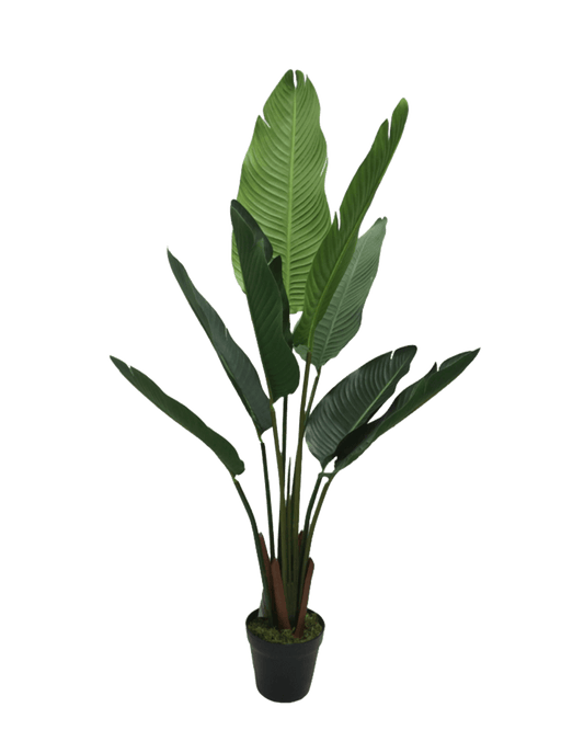 PLANTA DECORATIVA NICOLAI