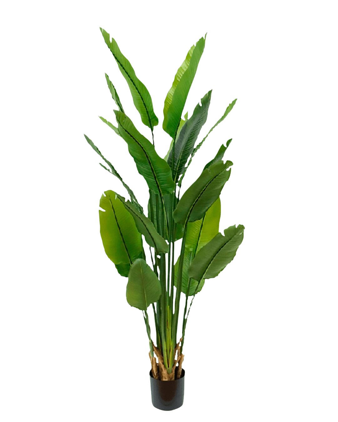 PLANTA DECORATIVA NICOLAI EXTRA-GRANDE