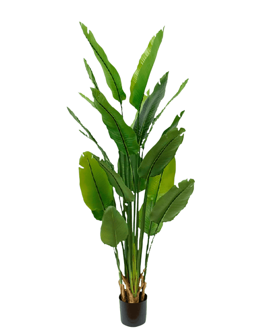 PLANTA DECORATIVA NICOLAI EXTRA-GRANDE