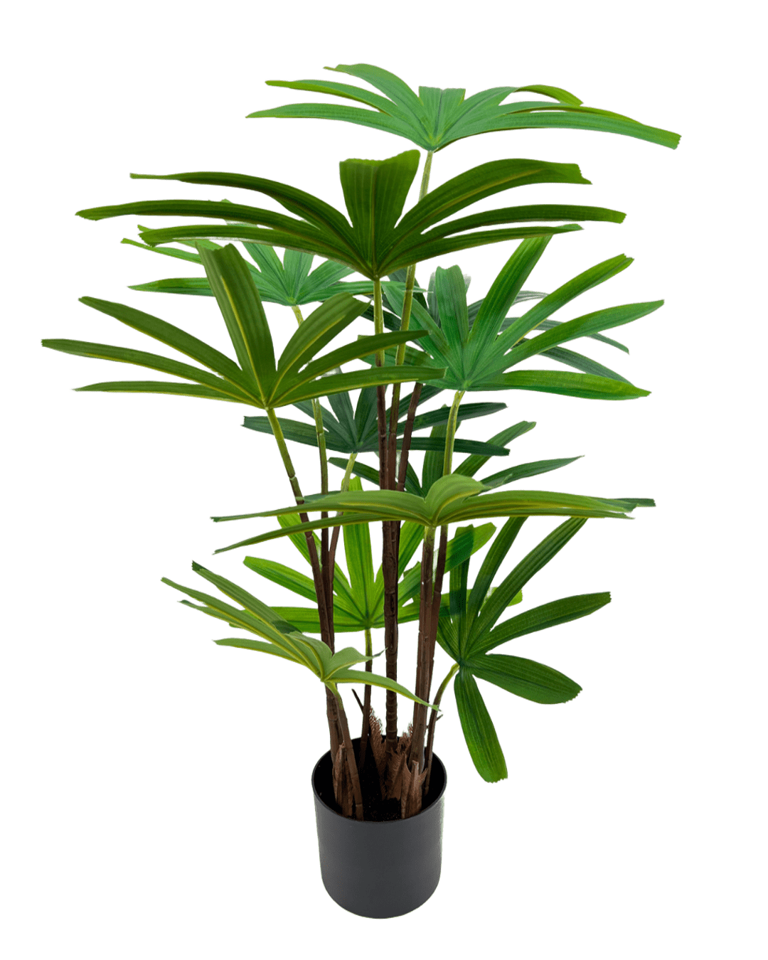 PLANTA DECORATIVA RAPHIS