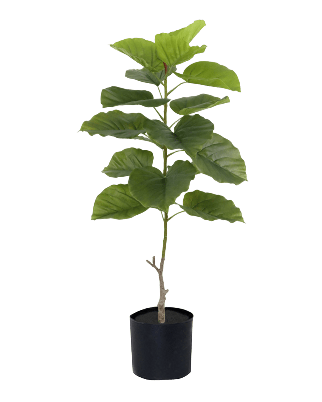 PLANTA FICUS GRANDE