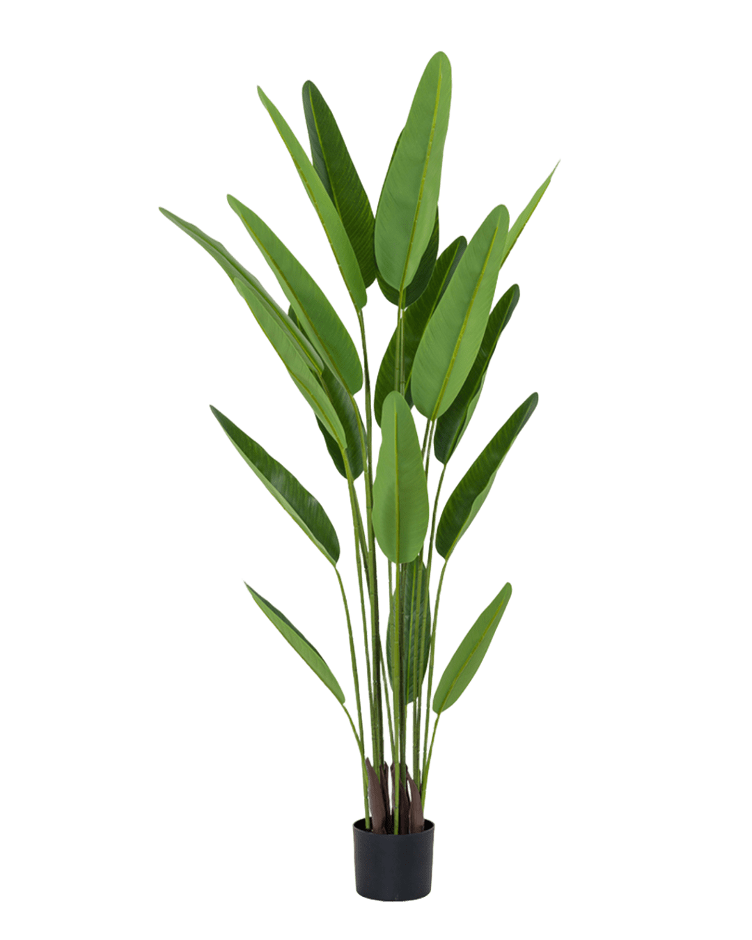PLANTA STRELITZIA