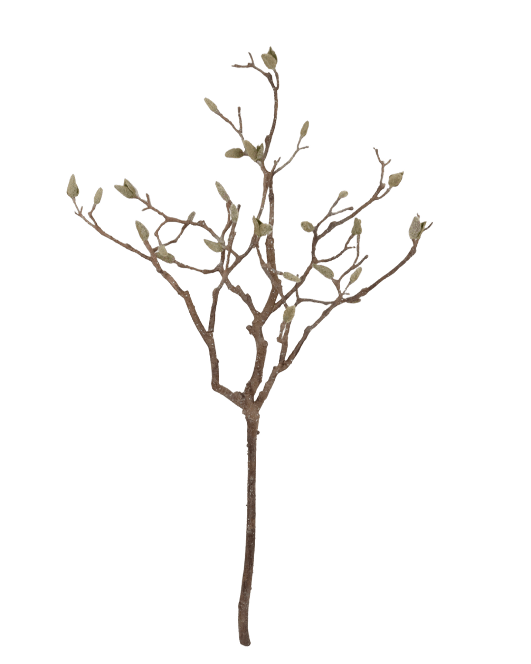 FOLLAJE DECORATIVA DE MAGNOLIA