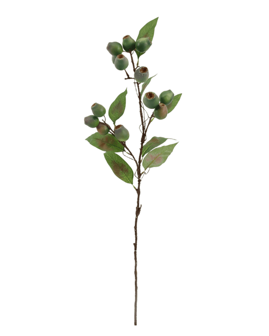 FOLLAJE EUCALIPTO FRUIT