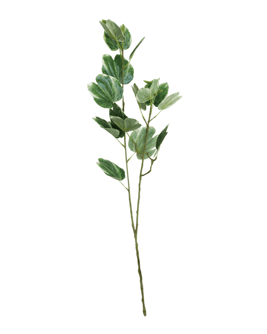 FOLLAJE HOJA DE BAUHINIA