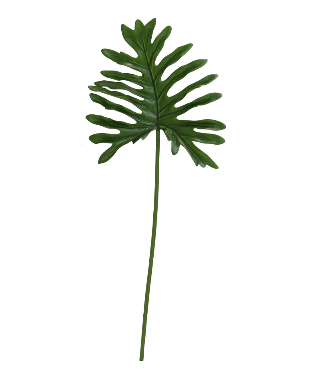 FOLLAJE HOJA DE FILODENDRO