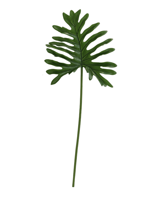 FOLLAJE HOJA DE FILODENDRO