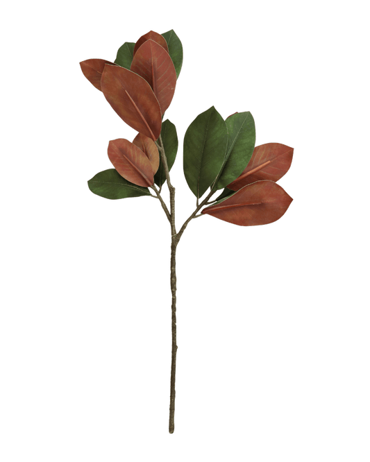 FOLLAJE MAGNOLIA VERDE