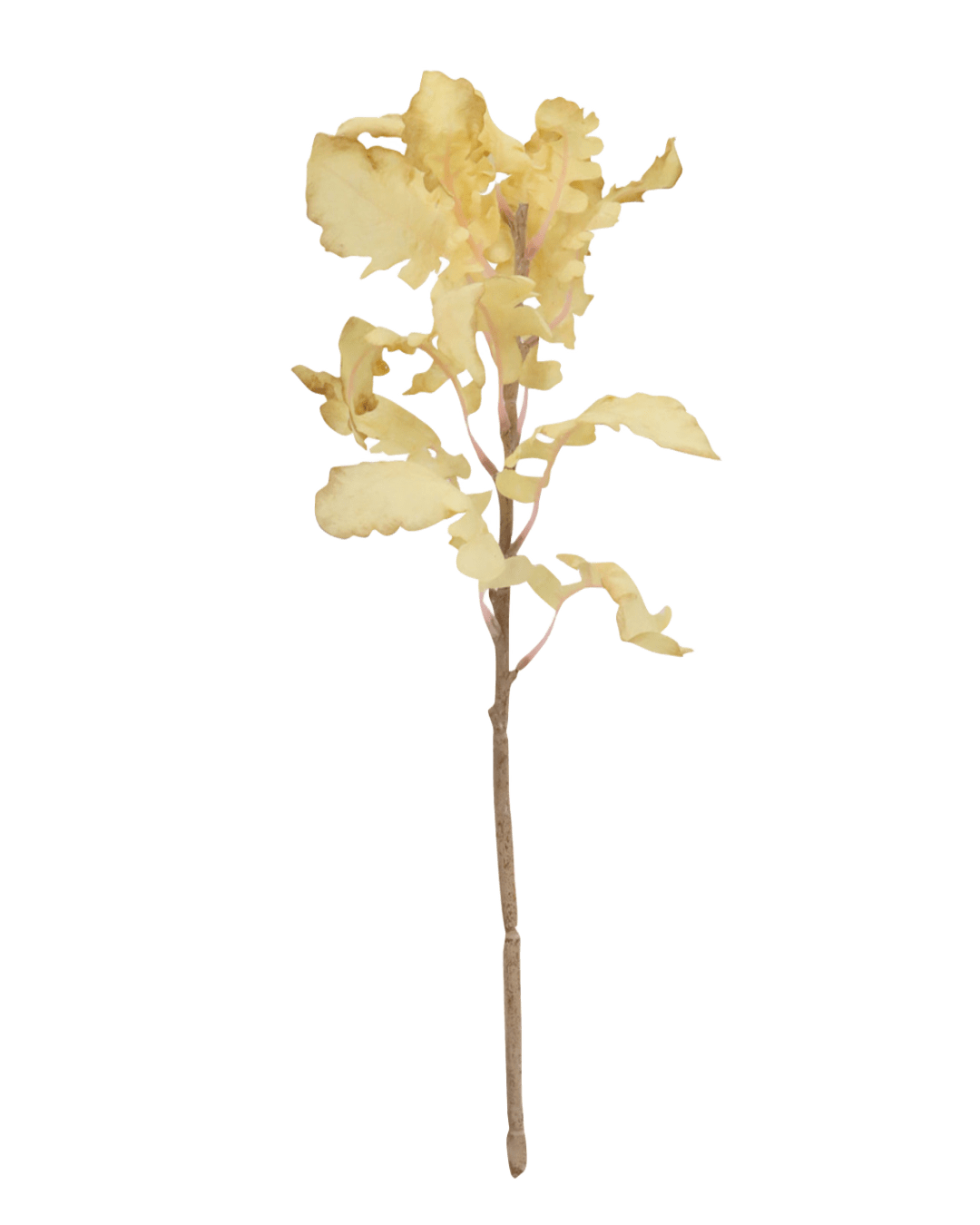 FOLLAJE SENECIO