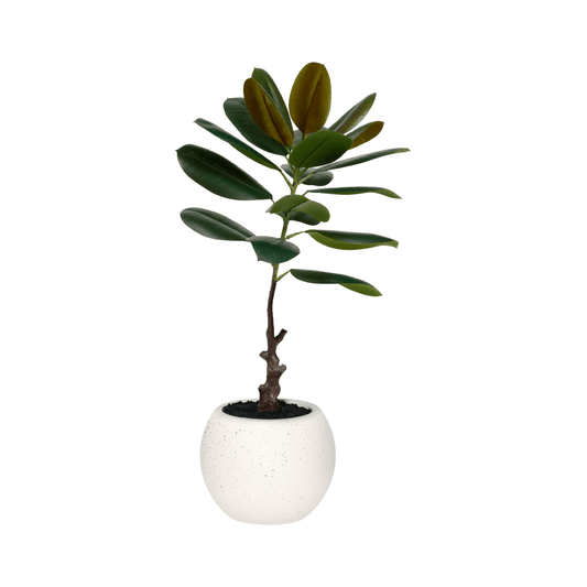 ARBOL DE CAUCHO MEDIANO CON MACETA