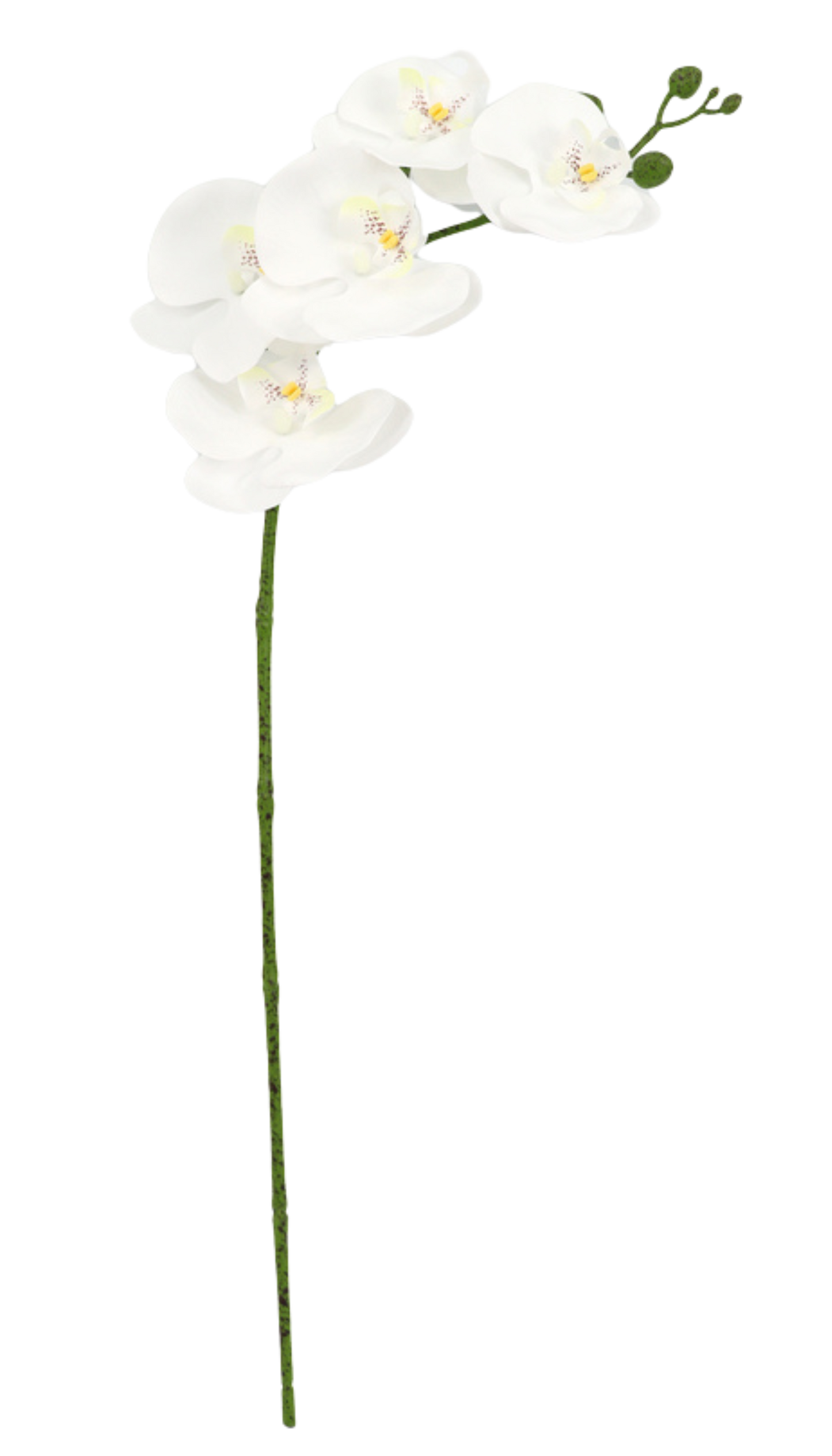 FLOR ORQUÍDEA BLANCA
