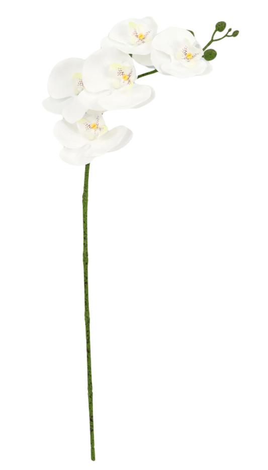 FLOR ORQUÍDEA BLANCA