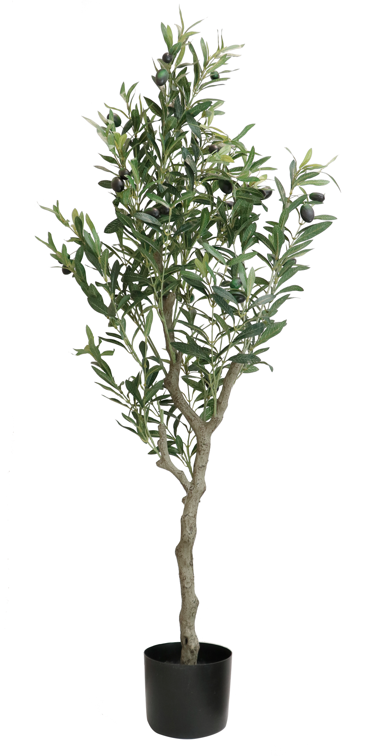 PLANTA DECORATIVA EREN