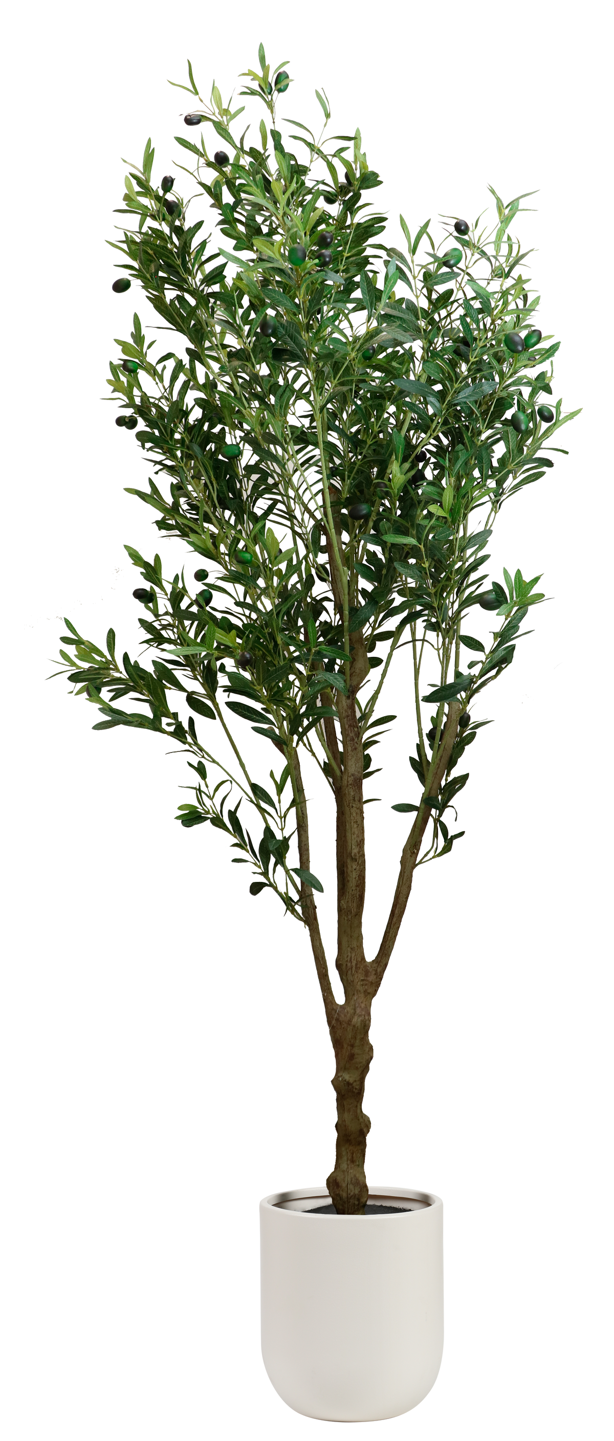 PLANTA OLIVO CON MACETA