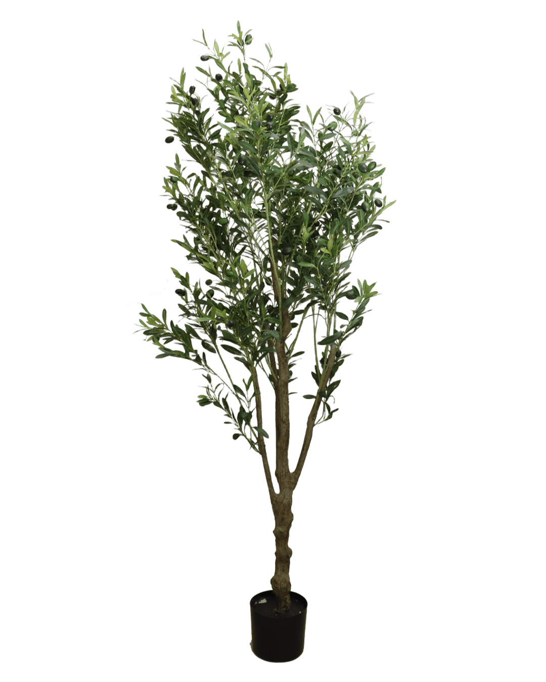 PLANTA DECORATIVA HEFZIBA