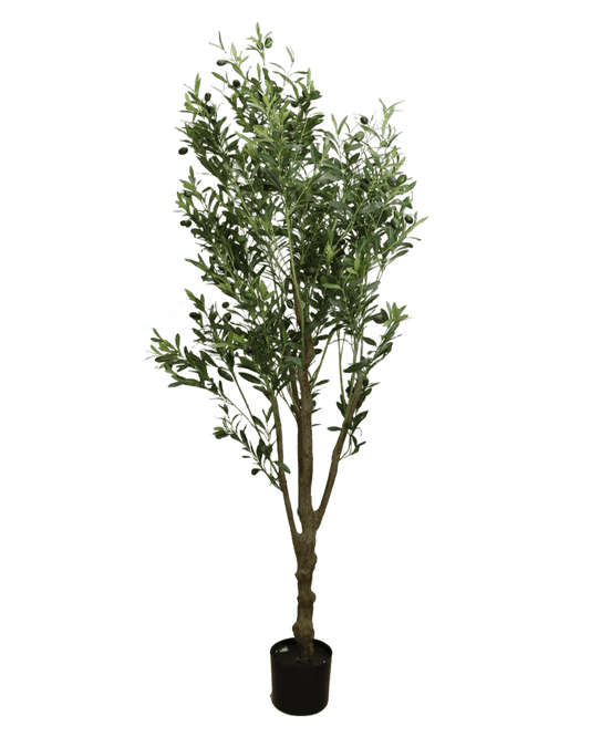 PLANTA DECORATIVA HEFZIBA