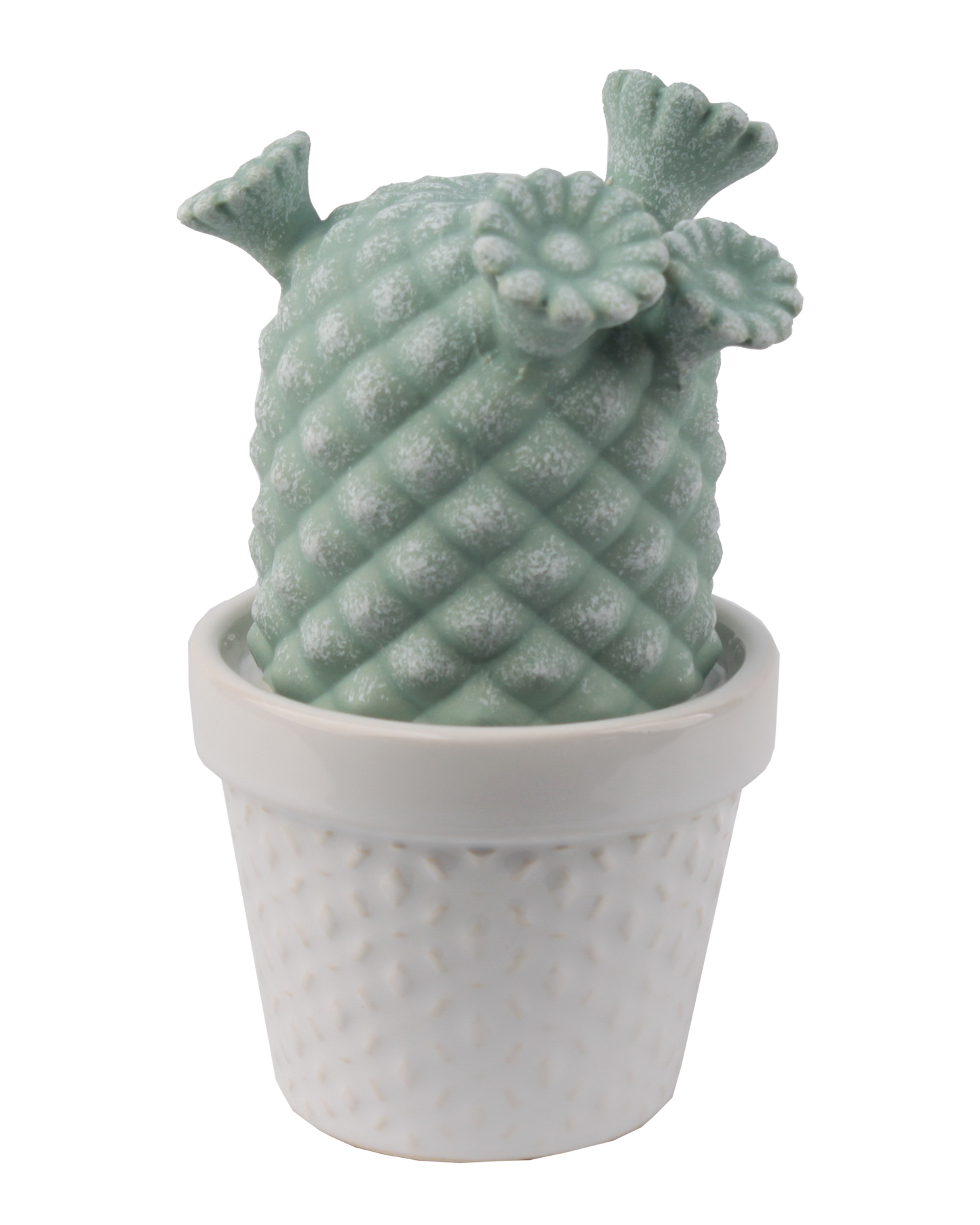 CACTUS DALLAS