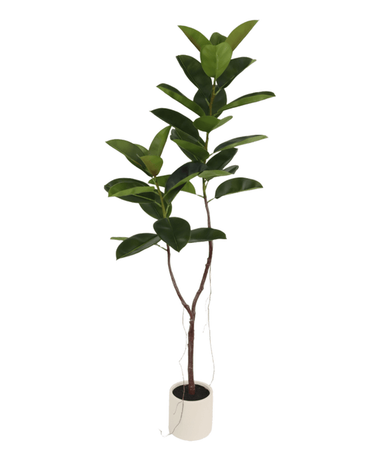 ÁRBOL CAUCHO DOBLE