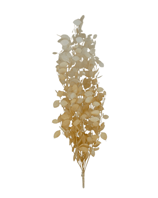 COLGANTE MOSTACILLA